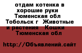 отдам котенка в хорошие руки - Тюменская обл., Тобольск г. Животные и растения » Кошки   . Тюменская обл.